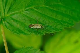 Attēlu rezultāti vaicājumam “Adelphocoris quadripunctatus”