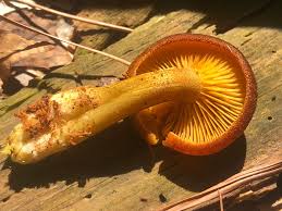 Attēlu rezultāti vaicājumam “Tricholomopsis decora”