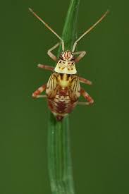 Attēlu rezultāti vaicājumam “Rhabdomiris striatellus”