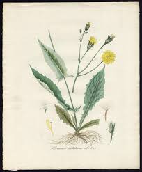 Attēlu rezultāti vaicājumam “Crepis paludosa”