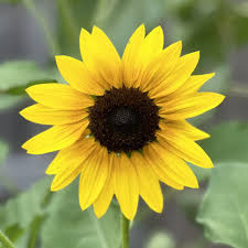 Attēlu rezultāti vaicājumam “Helianthus annuus flower”