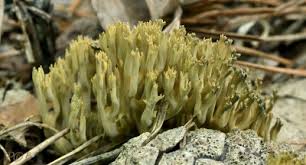 Attēlu rezultāti vaicājumam “Clavulinopsis cinerioides”