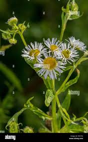 Attēlu rezultāti vaicājumam “Erigeron annuus flower”