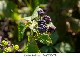 Attēlu rezultāti vaicājumam “Rubus caesius fruit”