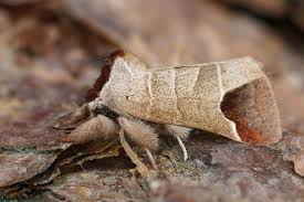 Attēlu rezultāti vaicājumam “Clostera curtula”