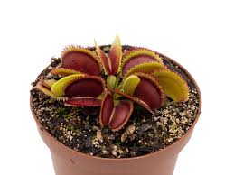 Attēlu rezultāti vaicājumam “Diachea muscorum”