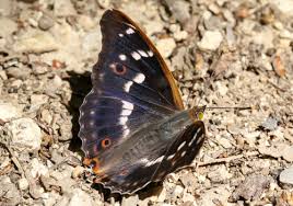 Attēlu rezultāti vaicājumam “Euura acutifoliae”