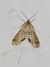 Attēlu rezultāti vaicājumam “Cataclysta lemnata”