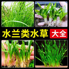 「水蘭」的圖片搜尋結果