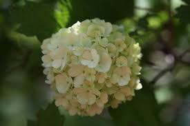 Attēlu rezultāti vaicājumam “Viburnum opulus flower”