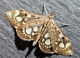 Attēlu rezultāti vaicājumam “Anania stachydalis”