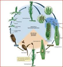 Attēlu rezultāti vaicājumam “Lophozia badensis sporophyte”