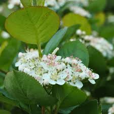 Attēlu rezultāti vaicājumam “Aronia melanocarpa flower”