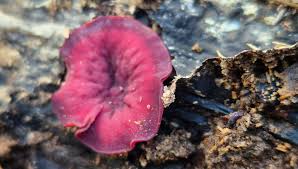 Attēlu rezultāti vaicājumam “Ascocoryne cylichnium”