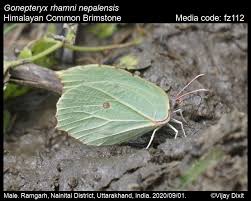 Attēlu rezultāti vaicājumam “Gonepteryx rhamni upperside”