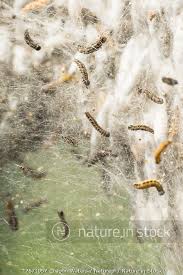 Attēlu rezultāti vaicājumam “Yponomeuta evonymella larva”