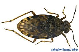 Attēlu rezultāti vaicājumam “Saldula saltatoria”