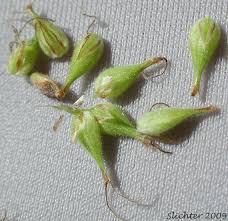 Attēlu rezultāti vaicājumam “Carex atherodes”