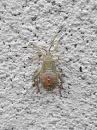 Attēlu rezultāti vaicājumam “Capsus ater imago”