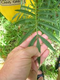 Attēlu rezultāti vaicājumam “Tagetes leaf”