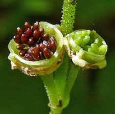 Attēlu rezultāti vaicājumam “Petractis sp.”