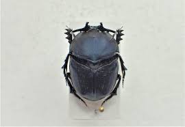 Attēlu rezultāti vaicājumam “Enochrus affinis”