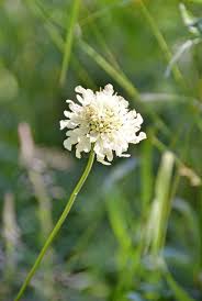 Attēlu rezultāti vaicājumam “Dipsacaceae”
