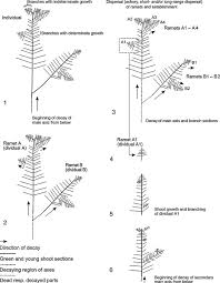 Attēlu rezultāti vaicājumam “Tortula truncata sporophyte”