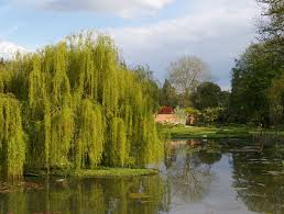 Attēlu rezultāti vaicājumam “Salix x doniana”