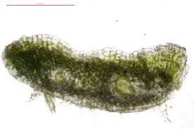 Attēlu rezultāti vaicājumam “Riccia bifurca”