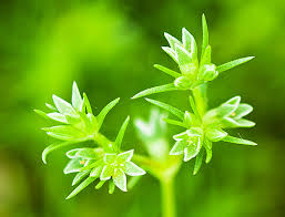 Attēlu rezultāti vaicājumam “Scleranthus annuus flower”