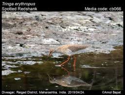 Image result for Tringa erythropus