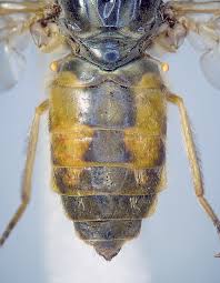 Attēlu rezultāti vaicājumam “Atylotus sp.”