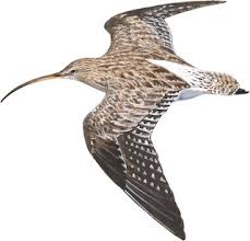 Attēlu rezultāti vaicājumam “Numenius arquata”