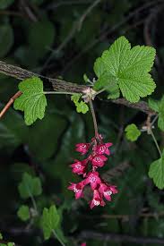 Attēlu rezultāti vaicājumam “Ribes nigrum flower”