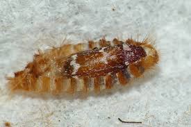 Attēlu rezultāti vaicājumam “Megatoma undata”