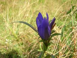 Attēlu rezultāti vaicājumam “Gentiana pneumonanthe flower”