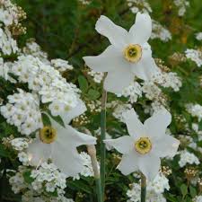 Attēlu rezultāti vaicājumam “Narcissus poeticus”