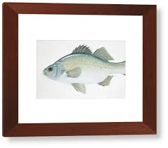 Image result for Morone americana