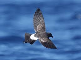 Image result for Oceanodroma monorhis