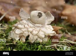 Attēlu rezultāti vaicājumam “Geastrum rufescens”