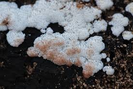 Attēlu rezultāti vaicājumam “Physisporinus sanguinolentus”