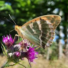 Attēlu rezultāti vaicājumam “Argynnis paphia”