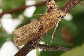 Attēlu rezultāti vaicājumam “Epinotia sordidana”