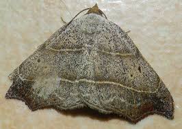 Attēlu rezultāti vaicājumam “Laspeyria flexula”