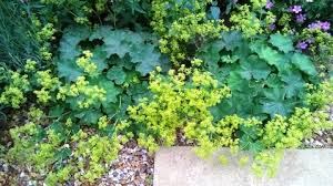 Attēlu rezultāti vaicājumam “Alchemilla subcrenata  flower”