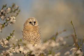 Attēlu rezultāti vaicājumam “Strix aluco juvenile”