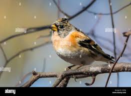 Attēlu rezultāti vaicājumam “Fringilla montifringilla female”