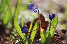 Attēlu rezultāti vaicājumam “Scilla siberica bud”