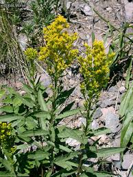 Attēlu rezultāti vaicājumam “Solidago canadensis flower”